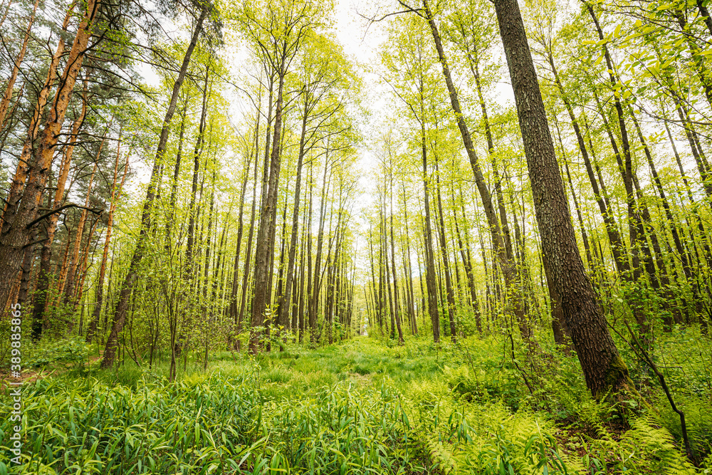 Fresh Spring Green Leaves Lush In Deciduous Forest. European Nature Fresh Spring Green Leaves Lush In Deciduous Forest. European Nature