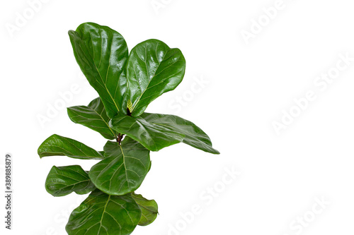 Scandinavian Decor style Plant Green Leaf.Fiddle Leaf Fig Tree.