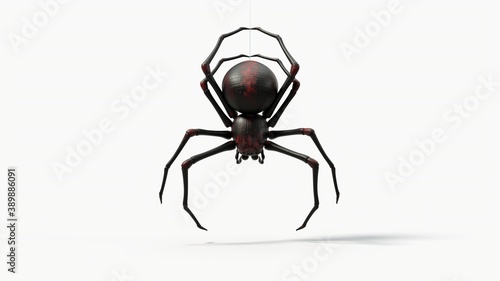 Fotografia hanging black spider