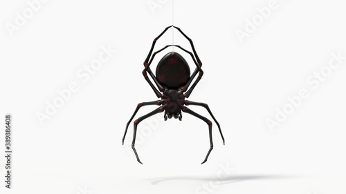 hanging black spider. with red skin details. suitable for horror, halloween, arachnid and insect themes. 3d illustration, backside view © kmls