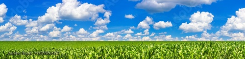 Valokuvatapetti Rural landscape, panorama, banner - field of young corn on sunny hot summer day