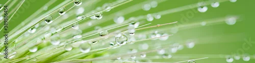 Obraz  z motywem Rain drops on green grass. Fresh morning dew on spring grass. natural background close up macro with shallow DOF