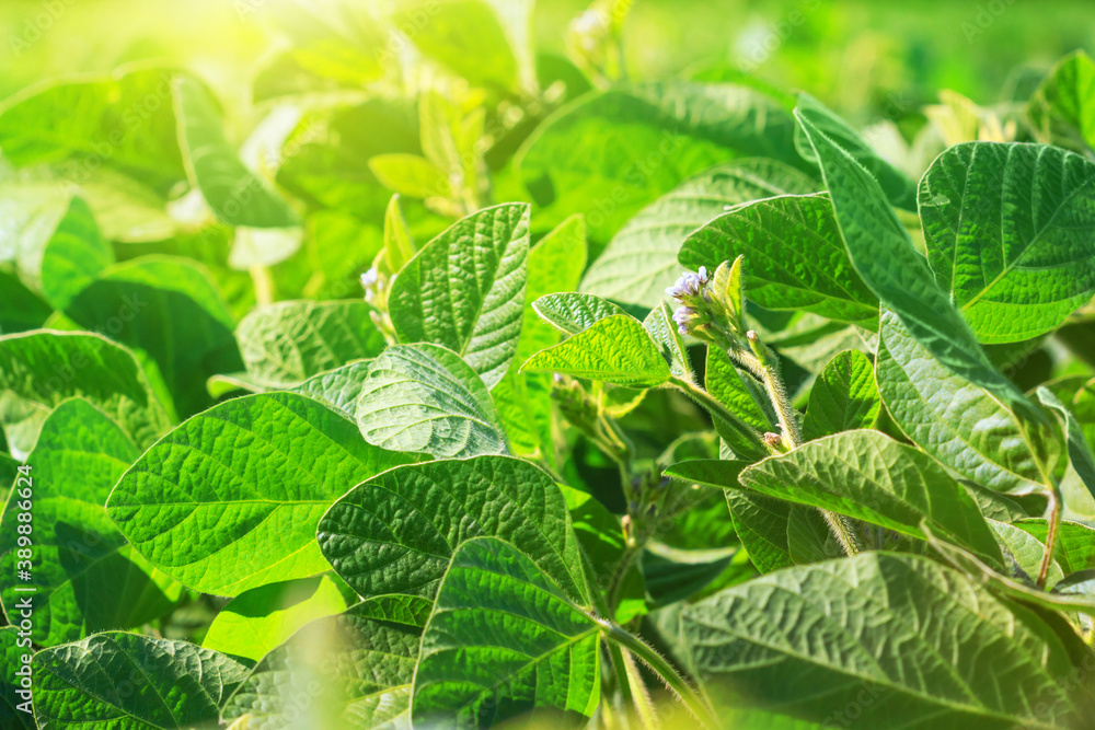 Young flowering soybean plants during the period of active growth grow in the field in the rays of the sun. Selective focus. Young flowering soybean plants during the period of active growth grow in the field in the rays of the sun. Selective focus.