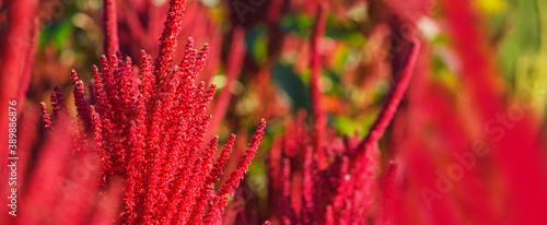 Red flowers of edible amaranth close-up against the background of amaranth plants planted in the field. Selective focus. Agricultural background, banner.