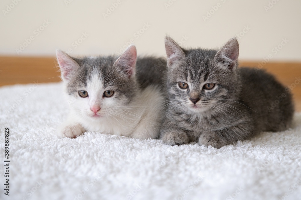 Two cute kittens sitting at home on a white mat. Cats look at the camera.  Selective sharpness.