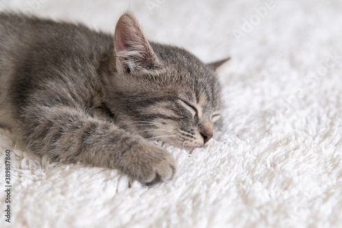 Little gray striped kitten sleeps on a white rug in a cozy house. Selective sharpness. Close-up