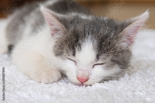 Little tabby kitten sleeps on a white rug in a cozy place. Selective sharpness. Close-up.