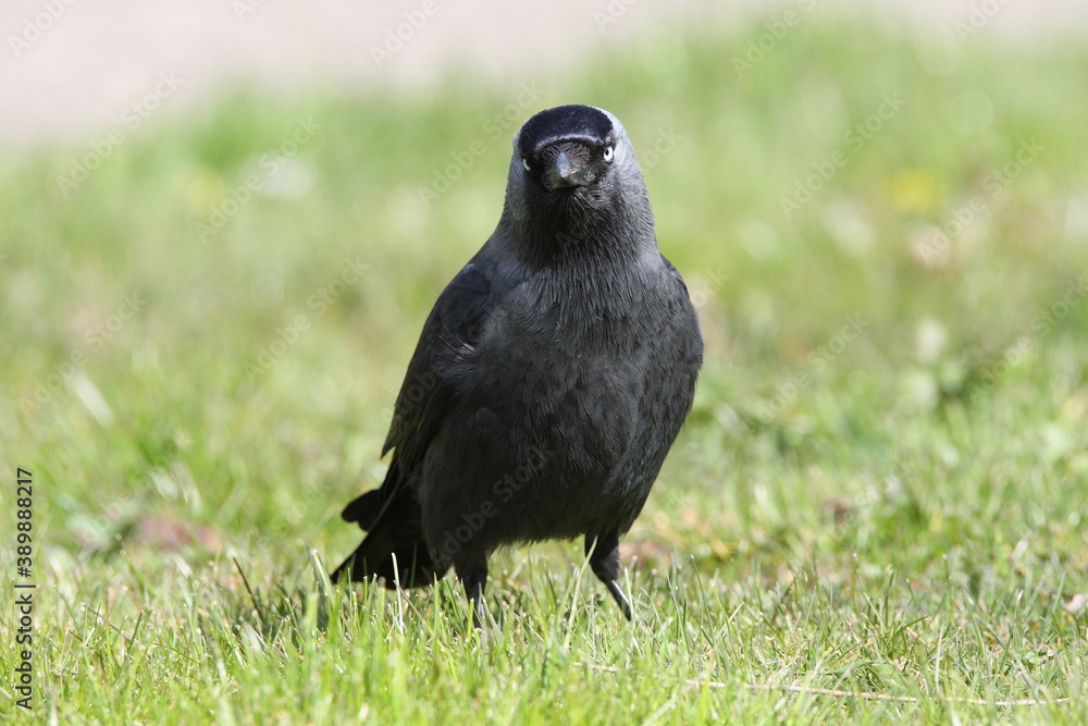 Fototapeta premium Western Jackdaw, Corvus monedula