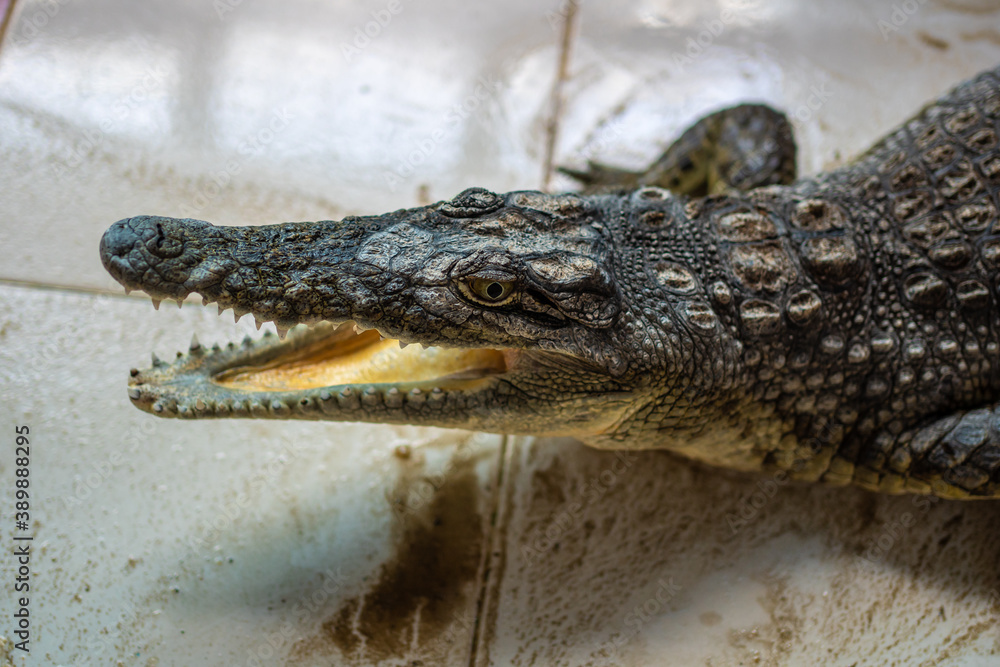Fototapeta premium A crocodile from the Nile river in a Nubian village near Aswan city. Egypt
