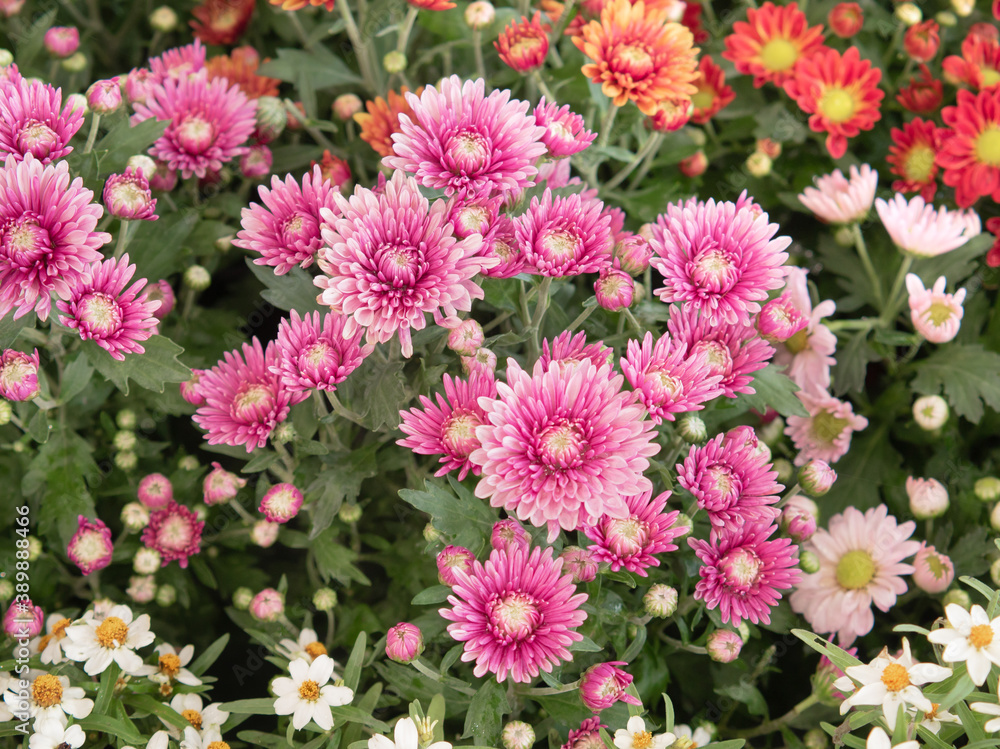 Colorful pink daises flowers in the park. Flowers for gardening.