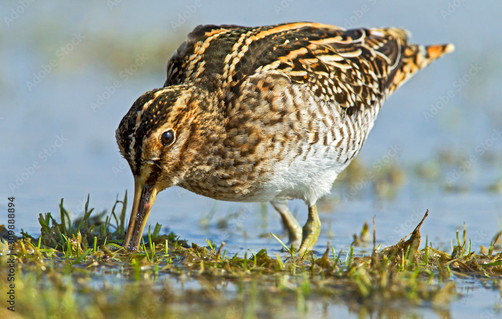 Common Snipe, Gallinago gallinago Common Snipe, Gallinago gallinago