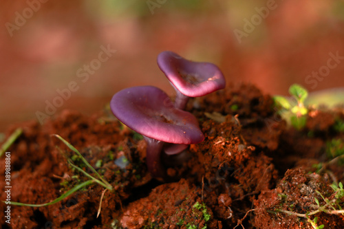 Light violet color rare species mushroom or conk, selective focus photo