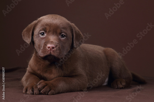 Cute labrador puppy lying on brown background © adyafoto