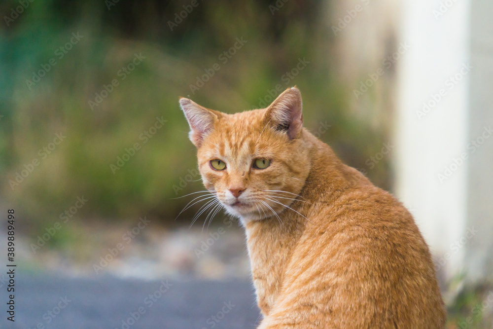 ginger cat or domestic shorthair cat breed on the street ginger cat or domestic shorthair cat breed on the street
