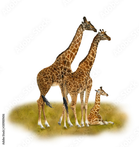 Fototapeta Naklejka Na Ścianę i Meble -  Giraffes' family hand drawn in watercolor isolated on a white background. Watercolor illustration. Watercolor animal. Couple of giraffes with a baby giraffe.