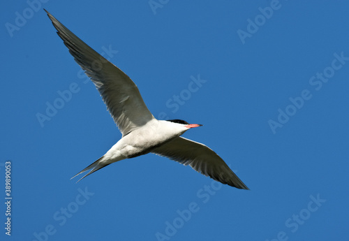 Common Tern, Sterna hirundo © AGAMI