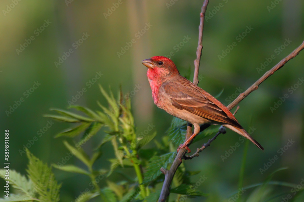 Common rosefinch. Bird in spring, adult male. Carpodacus erythrinus Common rosefinch. Bird in spring, adult male. Carpodacus erythrinus