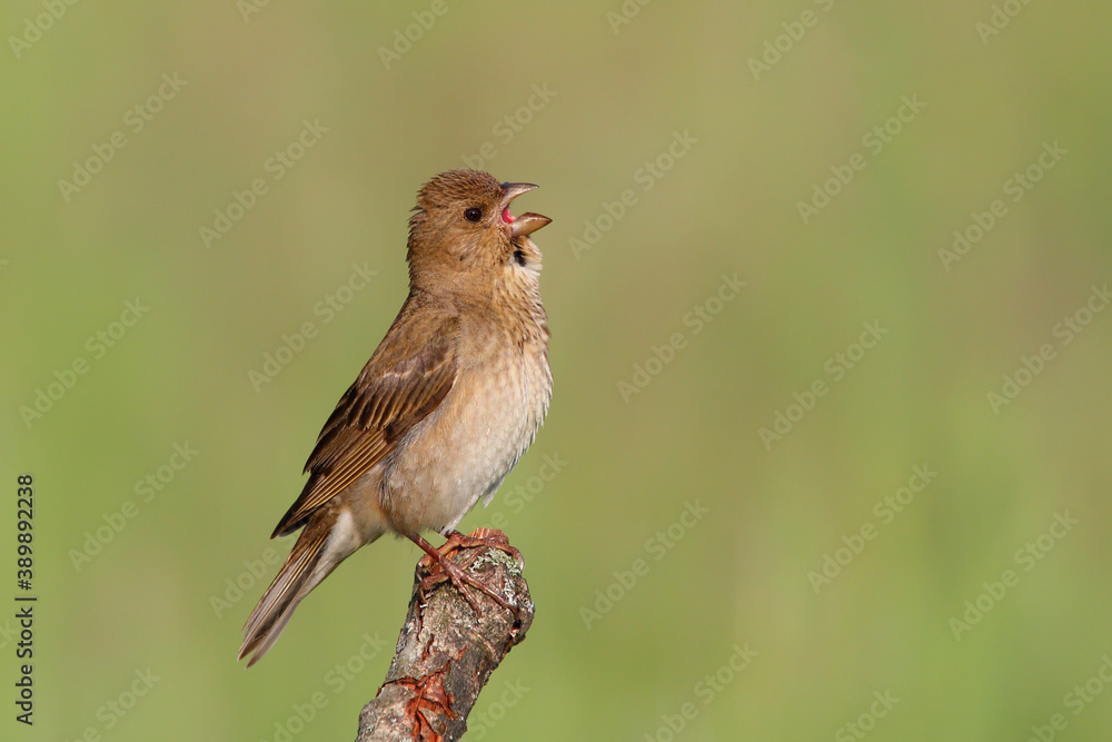 Common rosefinch. Bird in spring, male 1 year old. Carpodacus erythrinus Common rosefinch. Bird in spring, male 1 year old. Carpodacus erythrinus
