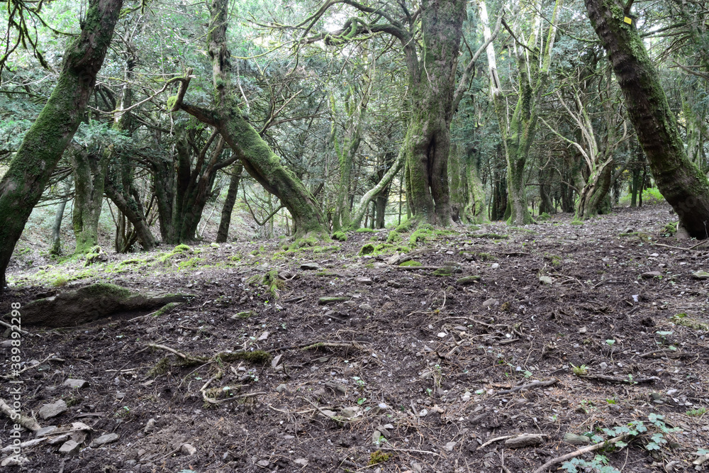 Fototapeta premium Il bosco di Sos Nibberos