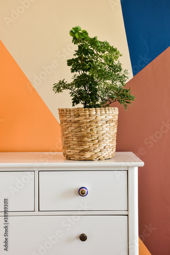 Ming aralia and geranium aralia (Polyscias fruticosa and Polyscias guilfoylei) planted on the same straw pot, on a dresser. Behind it, the wall is painted in geometric shapes. photo