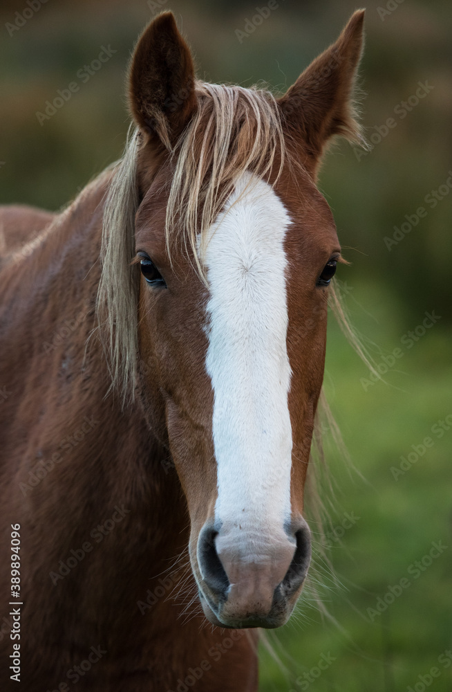 Portrait of a horse outdoors.