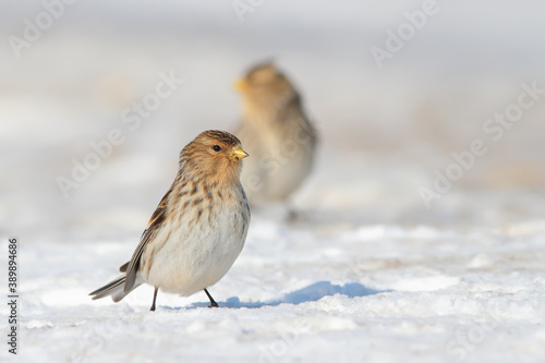 Twite. Birds in winter. Linaria flavirostris.