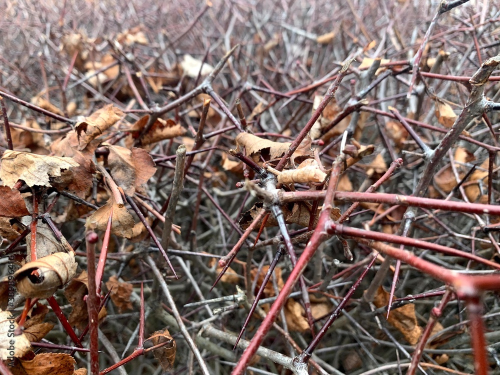 thorns bush thorns through thorns thorns thorns bush with thorns plant floristry texture autumn sky cloudy
thorns bush thorns through thorns thorns thorns bush with thorns plant floristry texture autumn sky cloudy
