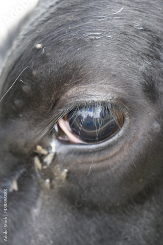 Fototapeta Naklejka Na Ścianę i Meble -  Close Up Of A Cow's Eye With Flies On It
