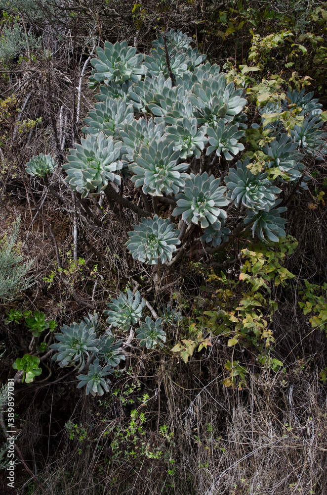 Plant Aeonium percarneum on a slope. Los Marteles Special Natural Reserve. Valsequillo. Gran Canaria. Canary Islands. Spain. Plant Aeonium percarneum on a slope. Los Marteles Special Natural Reserve. Valsequillo. Gran Canaria. Canary Islands. Spain.