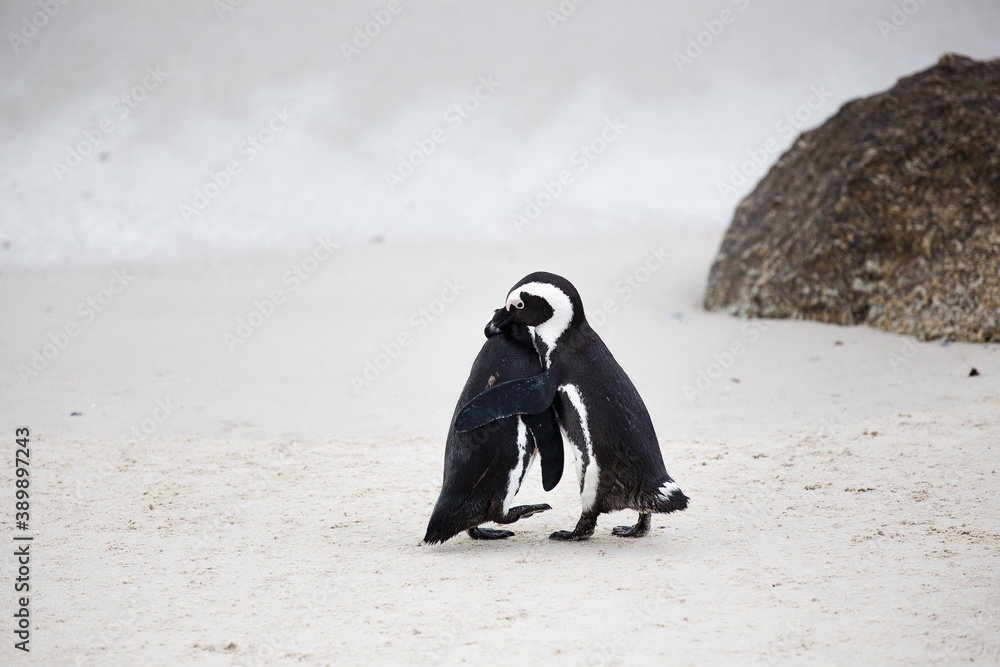 Fototapeta premium Close up view of African penguins on Boulders Beach in Cape town in the Western Cape of South Africa
