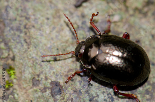Wallpaper Mural Beetle Chrysolina bankii in Los Marteles Special Natural Reserve. Valsequillo. Gran Canaria. Canary Islands. Spain. Torontodigital.ca