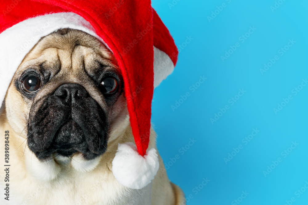 Portrait of a cute sad pug dog in a Santa Claus hat on a blue background. Christmas and New Year celebration concept. Copy spase, card.