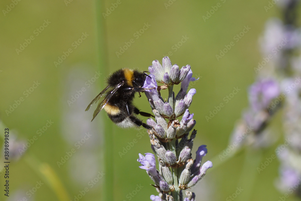 Bumblebee species in the Bombus terrestris-complex, family apidae on flowers of lavender (Lavandula), family Lamiaceae in a Dutch garden. Netherlands, August Bumblebee species in the Bombus terrestris-complex, family apidae on flowers of lavender (Lavandula), family Lamiaceae in a Dutch garden. Netherlands, August