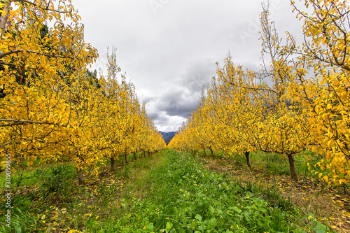 Fototapeta Naklejka Na Ścianę i Meble -  Wide angle view of an pear orchard in autumn colours on a farm near Worcester in the Western Cape of South Africa