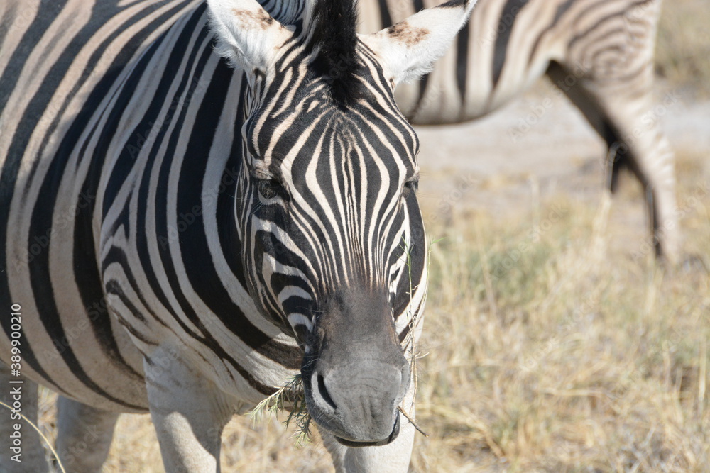 Naklejka premium Namibia