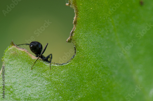 Ant Camponotus rufoglaucus feai on a leaf. Lomito de Los Bueyes. Ingenio. Gran Canaria. Canary Islands. Spain. photo