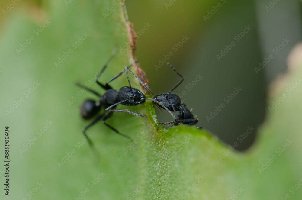Ants Camponotus rufoglaucus feai on a leaf. Lomito de Los Bueyes. Ingenio. Gran Canaria. Canary Islands. Spain. Ants Camponotus rufoglaucus feai on a leaf. Lomito de Los Bueyes. Ingenio. Gran Canaria. Canary Islands. Spain.
