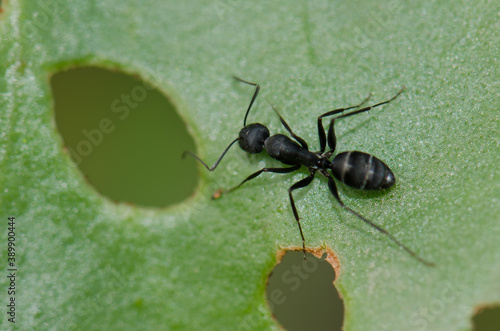 Ant Camponotus rufoglaucus feai on a leaf. Lomito de Los Bueyes. Ingenio. Gran Canaria. Canary Islands. Spain. photo