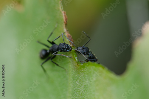 Ants Camponotus rufoglaucus feai on a leaf. Lomito de Los Bueyes. Ingenio. Gran Canaria. Canary Islands. Spain.
