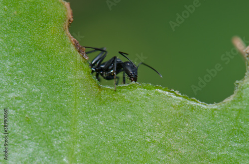 Ant Camponotus rufoglaucus feai on a leaf. Lomito de Los Bueyes. Ingenio. Gran Canaria. Canary Islands. Spain. photo