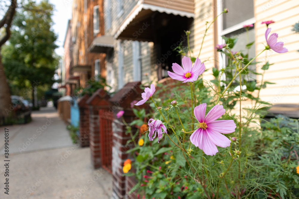 Colorful Flowers along a Neighborhood Sidewalk with Homes in Greenpoint Brooklyn during Summer