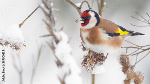 European Goldfinch. Bird in winter. Carduelis carduelis  photo
