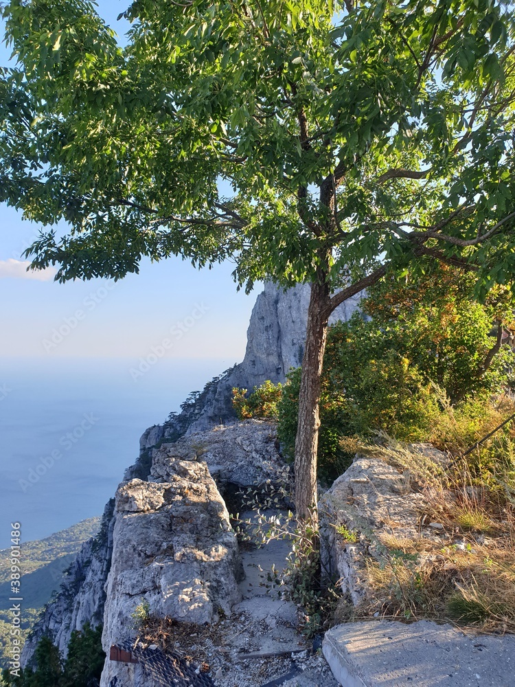 a tree on the edge of a cliff