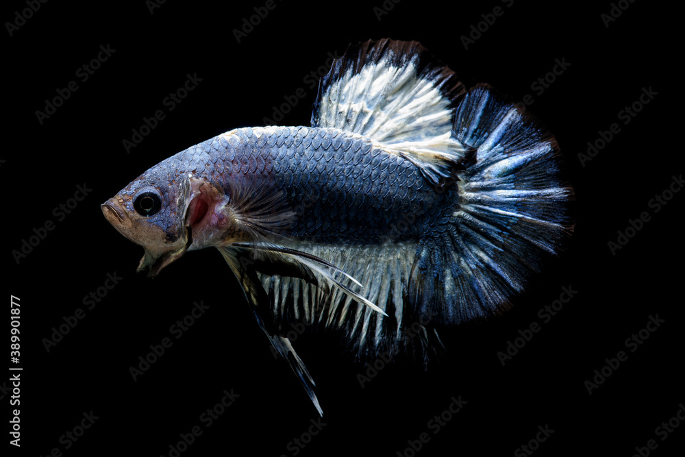 Fototapeta premium Fighting fish on black background