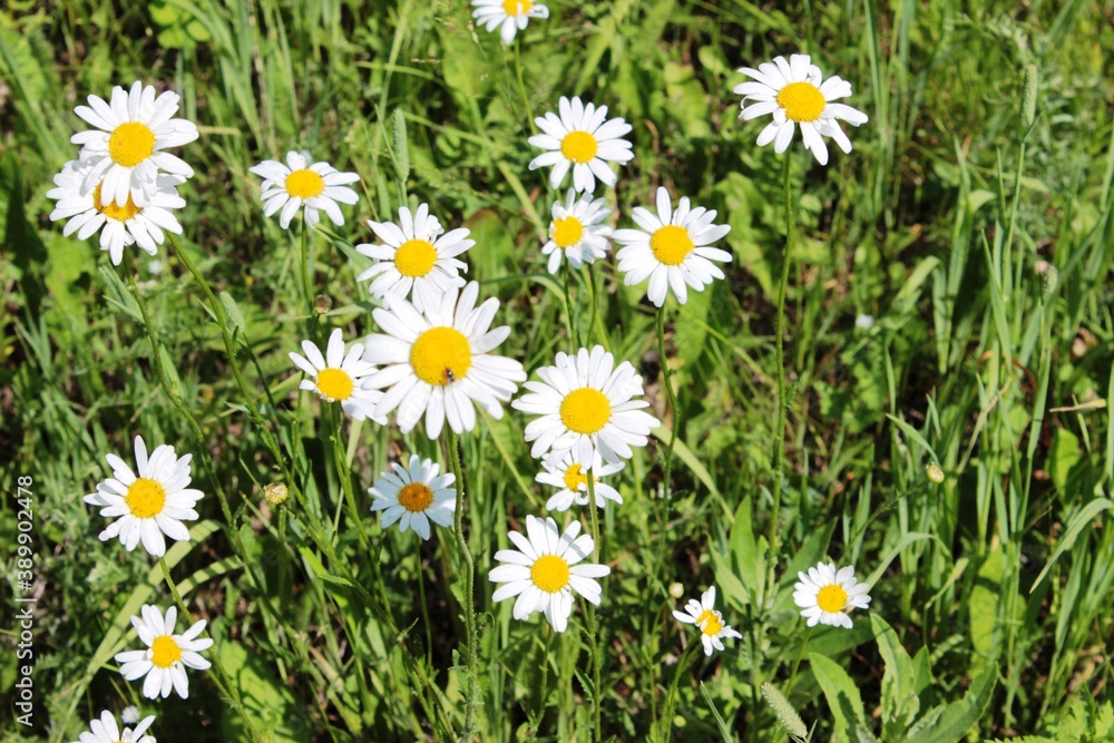 Fototapeta premium daisies in the grass