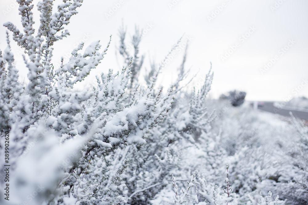 Close up image of branches covered in fresh snow near Ceres in the Western Cape of South Africa