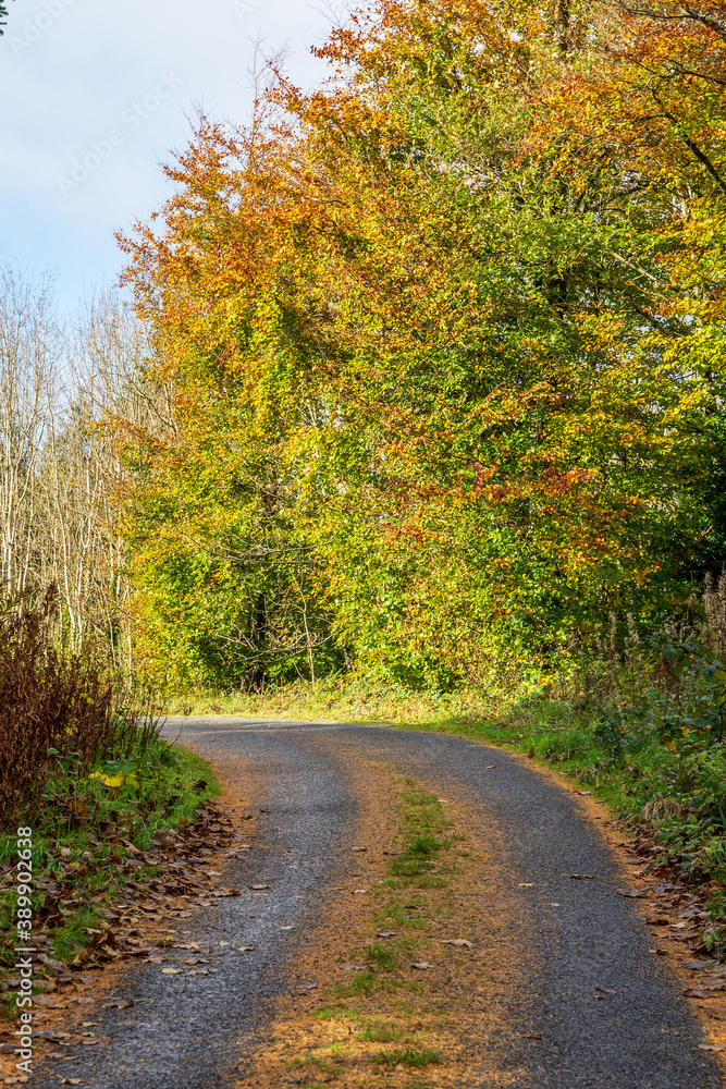 Autumn season in Killykeen Forest Park, Ireland