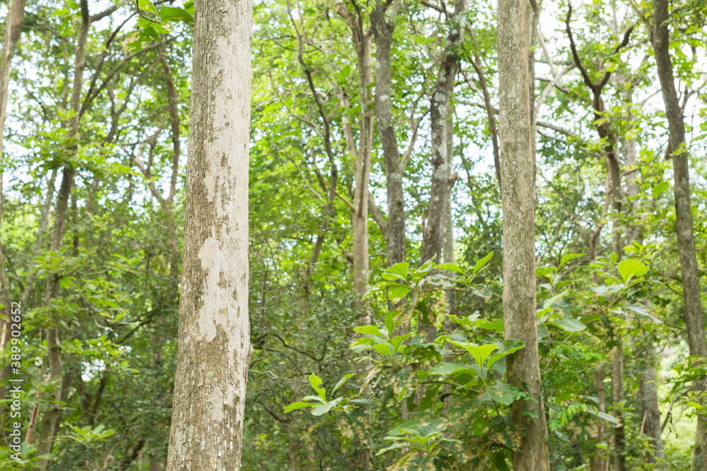 Teak tree in the forest with blurred background.Selective focus Teak tree in the forest with blurred background.Selective focus