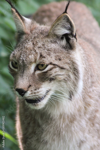 Der eruasische Luchs, auch Nordluchs (Lynx Lynx)