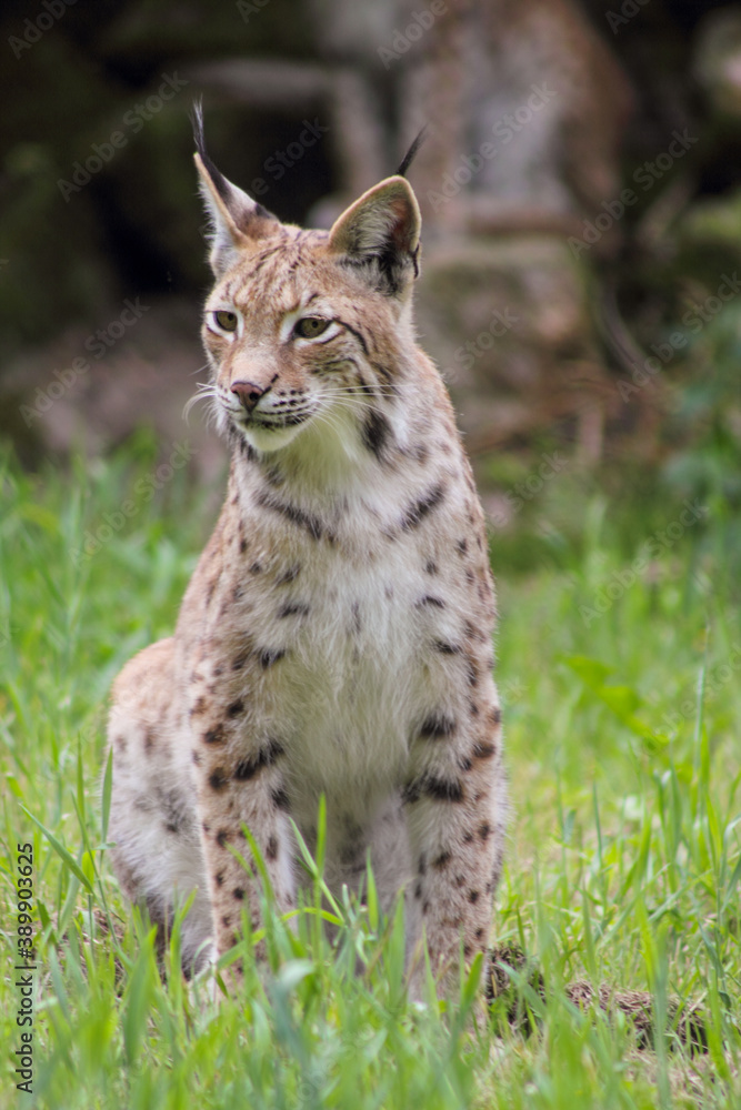 Der eruasische Luchs, auch Nordluchs (Lynx Lynx) Der eruasische Luchs, auch Nordluchs (Lynx Lynx)